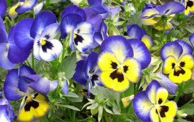 三色菫（学名：Viola tricolor）是堇菜科堇菜属的一年生或短期多年生草本植物，又名三色堇菜（中国植物图鉴）、蝴蝶花、三色紫罗兰、人脸花、阿拉叶－尼勒－其其格（蒙语），在欧洲是常见的野花，也常栽培于公园中，…