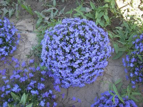 喜林草 又名粉蝶花 主要特征 多野生于森林边缘地带的向阳地方 花色有红 黄 橙黄和蓝 白相间 亦有带紫色斑点者 喜阳光 适于花坛种植 及盆栽 实生繁殖 9月下旬至10月上旬播种 株高 30cm开花时期 5 6月原生地 北美洲