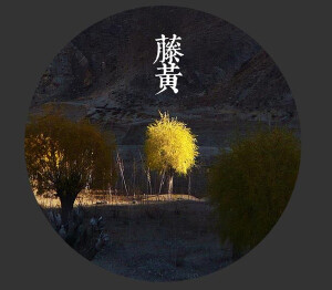 【藤黄】：南方热带林中的海藤树，从其树皮凿孔，流出胶质的黄液，以竹筒承接，乾透即可使用，藤黄有毒，不可入口。