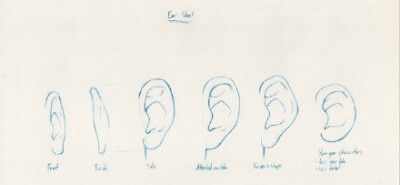 耳朵的结构和画法