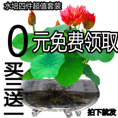 四季迷你碗莲种子套餐 已开口水培盆栽碗莲荷花种子多色包邮 种子