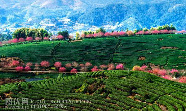 福建龙岩永福樱花