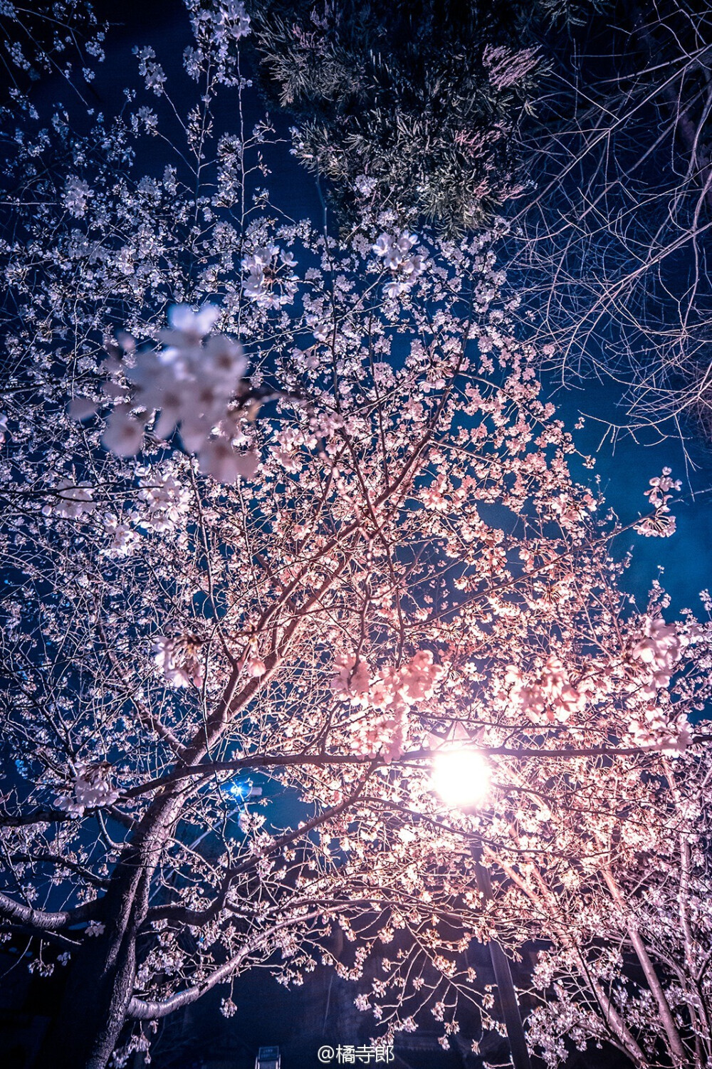 鸡鸣寺路夜樱，白天这里人太多了，晚上别有一番风味，1点拍完没公交车，一路走回新街口， 准备今晚再去溜一趟，抄送组织@摄影9课官方微薄 顺便投稿给 @青春南京