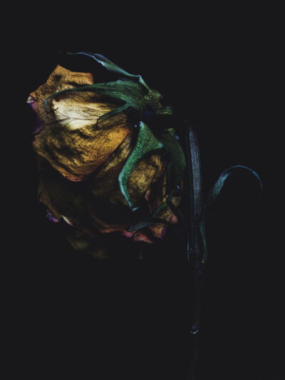 Decaying rose was shot by Billy Kidd.