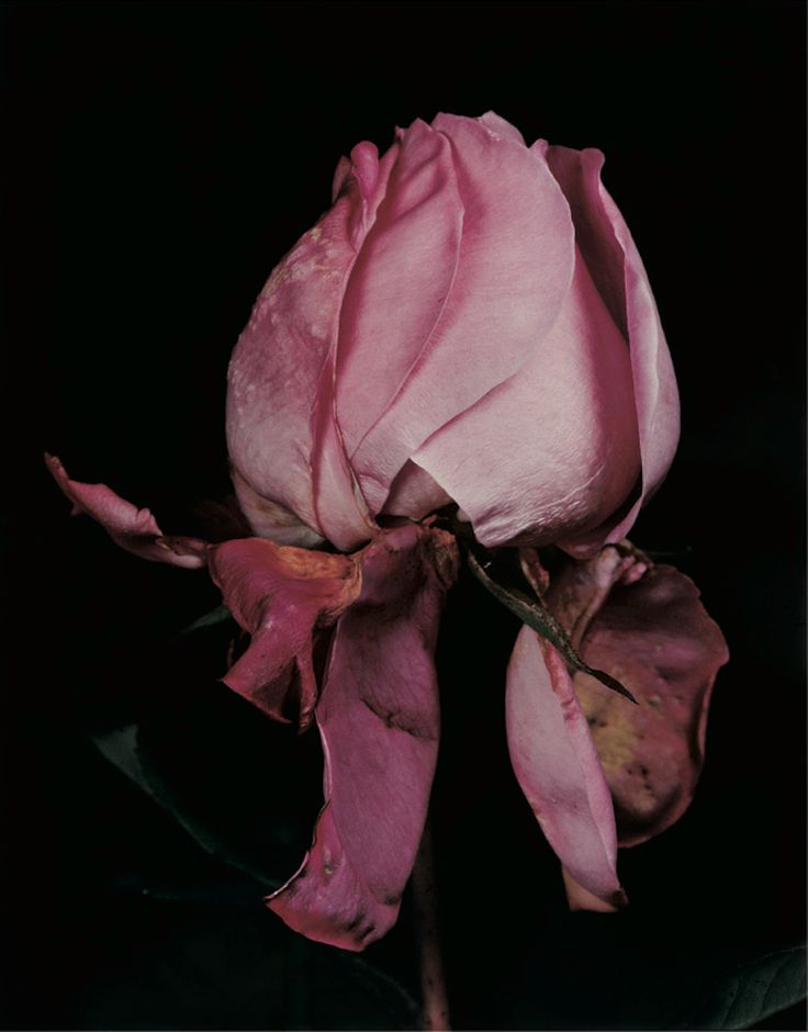 From 'Withered Roses' series by David Sims.