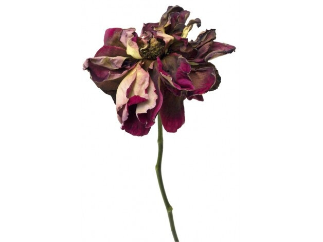 lévy photographs flowers that are past their prime: wilting