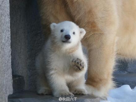 札幌円山动物园从4月开始开放与大家见面的北极熊宝宝，于去年12月出生，暂时还未命名，过后将会举办投票决定名字。软乎乎的好萌啊啊啊啊啊啊啊啊啊啊~~~~~~~~~~~~