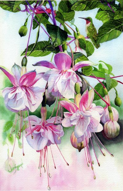 fushia in watercolor. Jane Freeman Artist