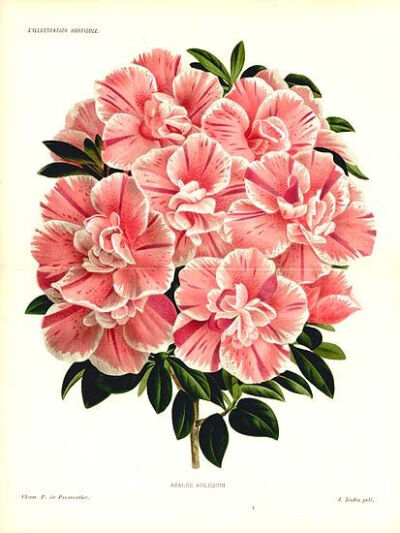 love antique botanical prints