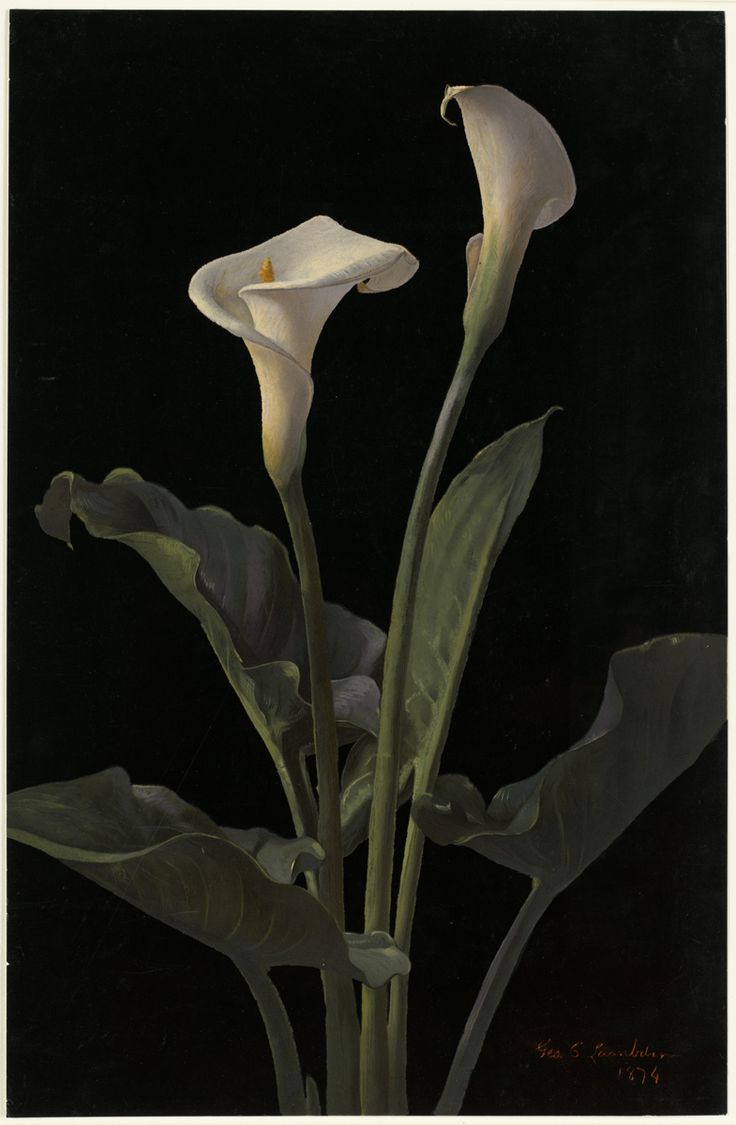 Calla_Lilies_by_Boston_Public_Library.jpg (785×1200)