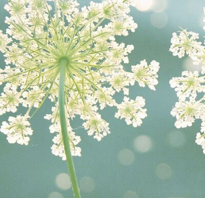 queen anne's lace