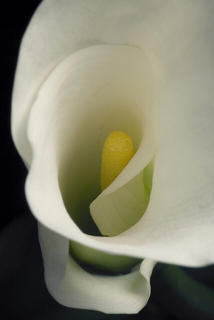 calla lily