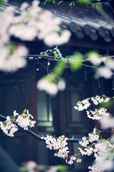 【美丽的中国】一春晴雨（上海植物园）。