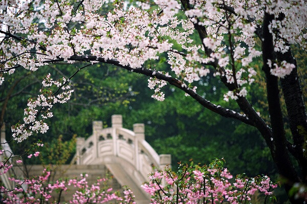 【美丽的中国】一春晴雨（上海植物园）。