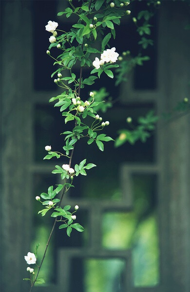 【美丽的中国】木香（上海植物园）。