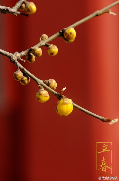 立春是二十四节气中的第一个节气，它标志着冬天的结束，春天的开始。