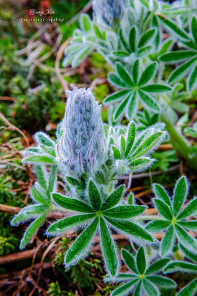 Lupinus nootkatensis努特卡羽扇豆 @@钟蜀黍满脸黑线