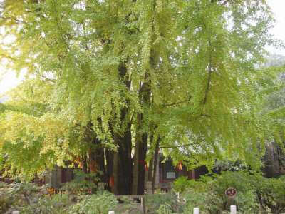 雍容千载潭柘寺