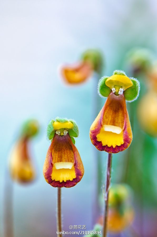 沃尔特·舍林顿’蒲包花（calceolaria 'walter shrimpton'）又名布袋花。野生花卉， 蒲包花属 ，多年生常绿草本，原产于南美洲。叶片呈莲座状生长，舌形，先端钝，全缘。花单生，鞋状，黄色，具红色斑驳。花期夏季。小简觉得它太像一个个自带小盆的小精灵啦