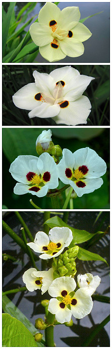 百花之——蒙特登慈菇 【别名】：爆米花慈菇 多年生挺水草本植物。