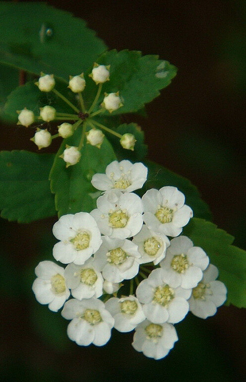 繡線菊