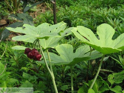 八角莲也叫金魁莲、旱八角，属于小檗科、鬼臼属植物，花期为春末，花苞从两个叶柄交叉处生出，常常是数朵簇生，花苞下垂后开出紫红色的花朵，其特殊盾形掌状的叶片是认识它的标记，观察其是否有花苞开出，可以观察是…