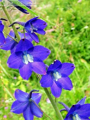 翠雀别名鸽子花、百部草，为毛茛科、翠雀属于多年生的草本植物。因其花形别致，酷似一只只燕子，故又名飞燕草、鸽子花。