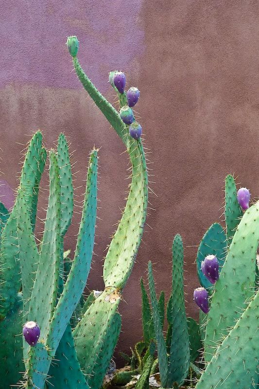 Cow tongue, also called angel's wing cactus. Vigorous grower with watering, drought and frost resistant. Excellent natural fence.