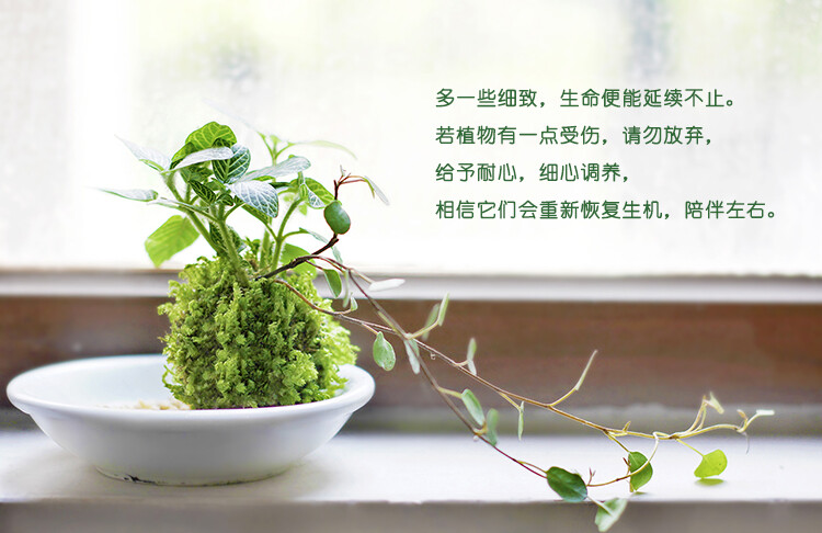 售后服务 免费提供一次植物苔藓维护(无时间限制，运费买家自理）