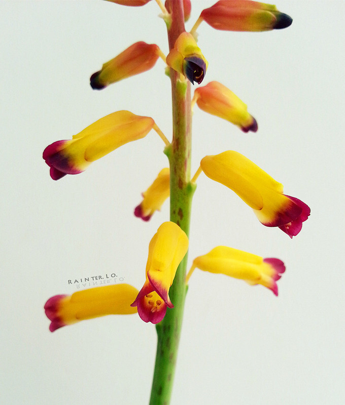 Lachenalia spp.。立金花。From 站长、投稿。