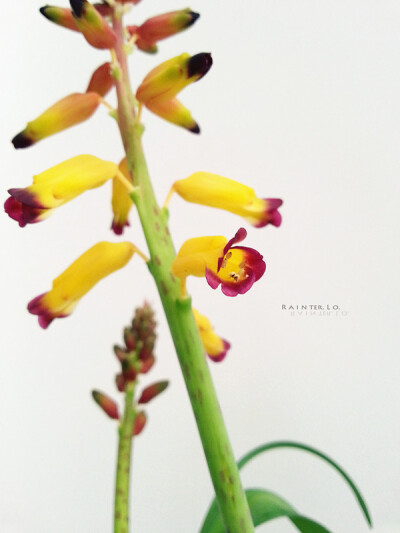 Lachenalia spp.。立金花。From 站长、投稿。