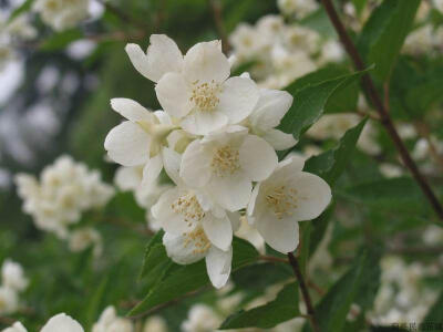 太平花（ Philadelphus pekinensis Rupr.）