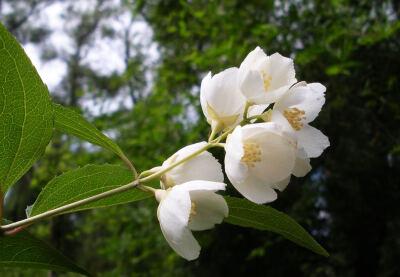 太平花（ Philadelphus pekinensis Rupr.）