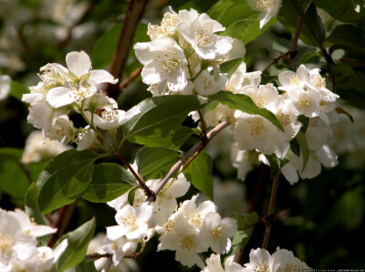 太平花（ Philadelphus pekinensis Rupr.）