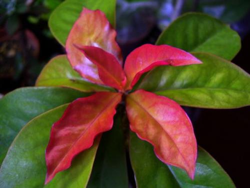 上图：Pereskia acleata var. godseffiana 美叶木麒麟