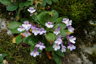 巴尔干苣苔(Gesneriaceae)