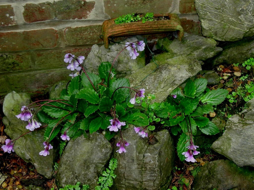 巴尔干苣苔(Gesneriaceae)