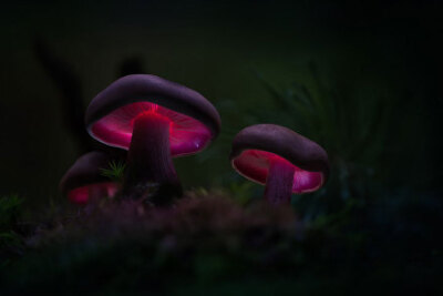 蘑菇的童话，Martin Pfister作品。