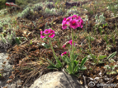  #城市物种日历#【4月13日】点地梅。很可爱的一种小野花，细心的花会发现它的颜色会变化：有时是白色的花瓣第二天渐渐变红，有时变色的是黄色花心。为什么？这是种诱导传粉者策略：用很多的花把昆虫吸引来，再引导它…