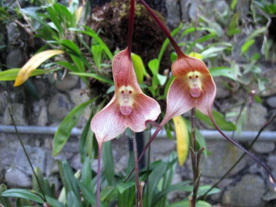像动物的植物之猴兰（Monkey orchid）