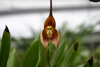 像动物的植物之猴兰（Monkey orchid）