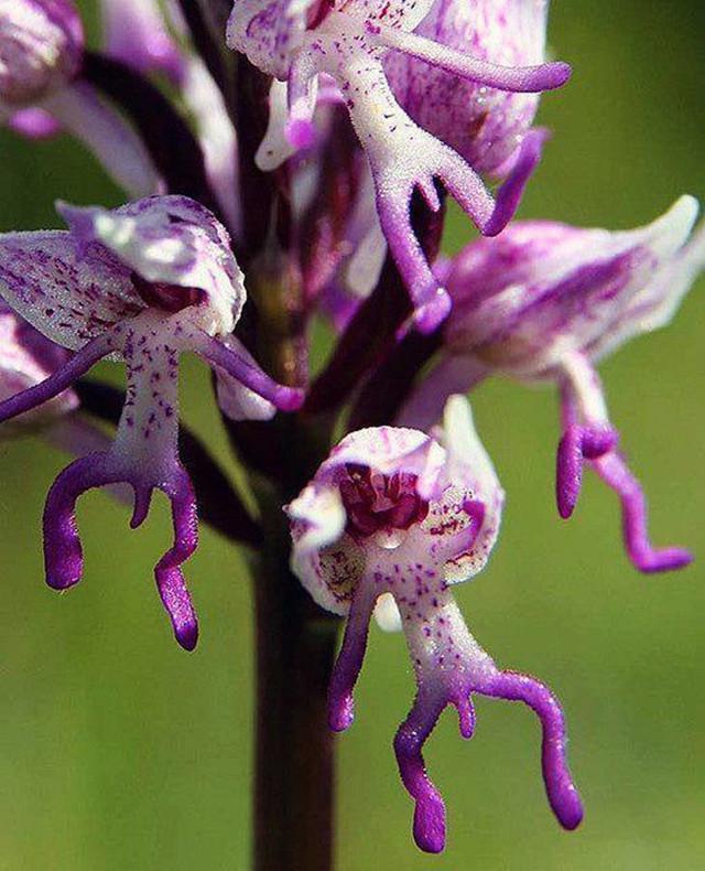 学名Orchis simia，由于其花朵的外形像一只猴子，因此通用名也被称为“猴兰”，产自欧洲和亚洲西部。