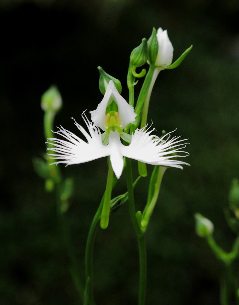 像动物的植物之鹭兰（Egret orchid）