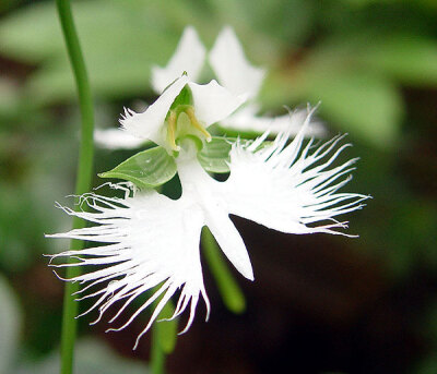 像动物的植物之鹭兰（Egret orchid）