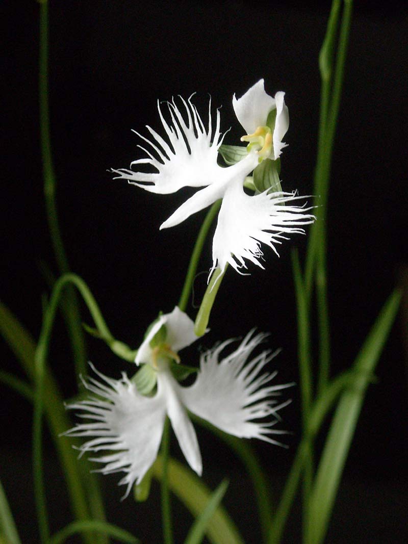 像动物的植物之鹭兰（Egret orchid）