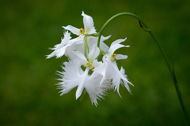 像动物的植物之鹭兰（Egret orchid）