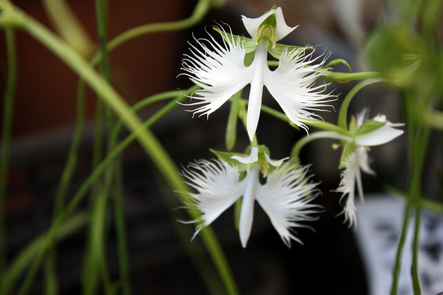 像动物的植物之鹭兰（Egret orchid）