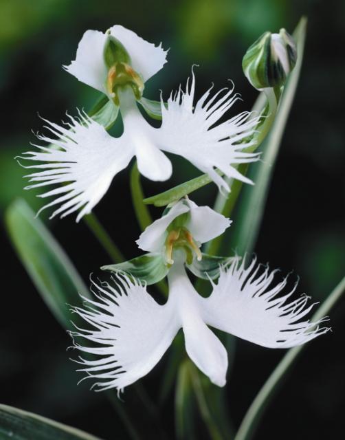 像动物的植物之鹭兰（Egret orchid）