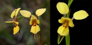 学名Diuris，兰科禾本植物。通用名被称为驴兰源于其花朵侧面的花瓣向上突出，外形像驴的两只耳朵。分布于澳大利亚和塔斯马尼亚岛。