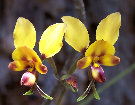 像动物的植物之驴兰（Donkey Orchid）